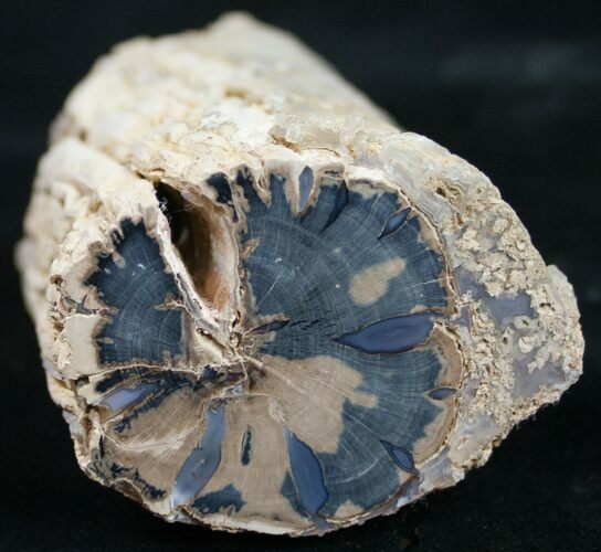 Polished Blue Forest Petrified Wood Limb ( oz) #9488